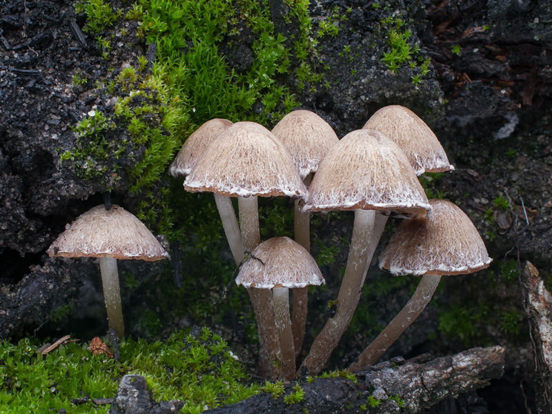 Psathyrella pennata